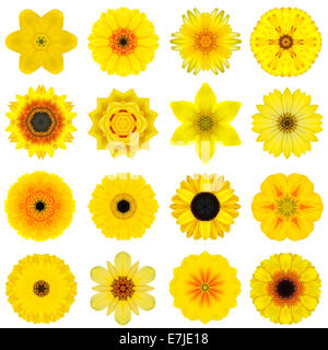 Grande raccolta di vari gialli concentrici fiori di pattern. Mandala caleidoscopica Patterns isolati su sfondo bianco. Concen Foto Stock