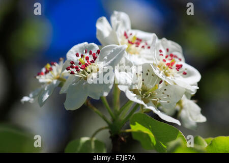 Agrario, filiale, nodo, albero, Pear Tree, luminoso, foglie, fiori, fioriscono, lo splendore dei fiori, dettaglio, flora, molla, pomes, pere Foto Stock