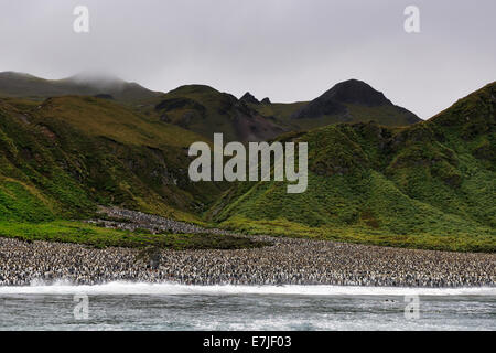 Re colonia di pinguini sulla spiaggia di Lusitania bay, sub Antartico Macquarie Island, in Australia. Foto Stock