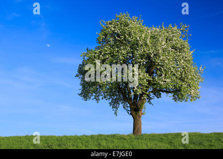 Agrario, albero, Pear Tree, pera, blossom, fiorire, flowerage, campo, flora, molla, sky, pomes, agricoltura, natura, frutta, fru Foto Stock