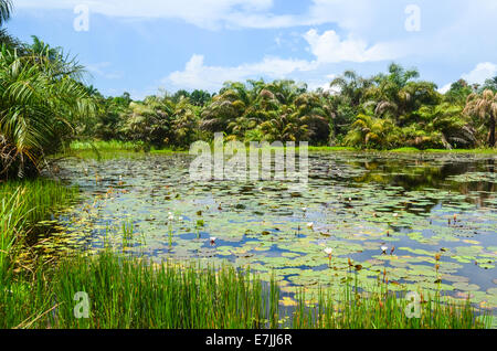 Palme e ninfee in una palude in Liberia, Africa Foto Stock