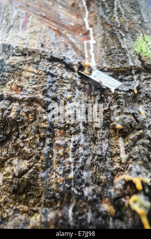 Lattice essendo raccolti da un albero di hevea nella Firestone Natural Rubber Company plantation in Liberia Foto Stock