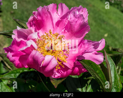 Vibrante Peonia Rosa in piena fioritura Foto Stock