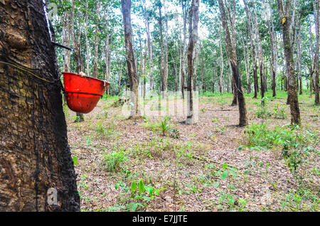 Lattice essendo raccolti da un albero di hevea nella Firestone Natural Rubber Company plantation in Liberia Foto Stock