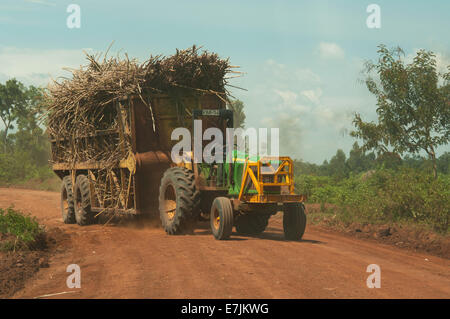 Il trattore, il trasporto di canna da zucchero al mulino, Kenya, Africa Foto Stock