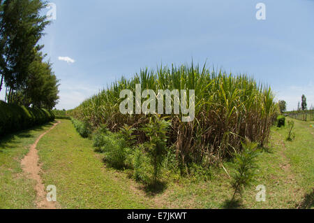 La canna da zucchero campo fish-eye, Kenya, Africa. Foto Stock