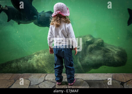 2 anni ragazza guardando ippopotamo in ZOO a Varsavia, Polonia Foto Stock