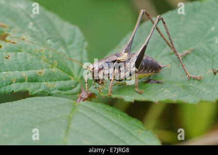 Maschio boccola scuro-cricket Foto Stock