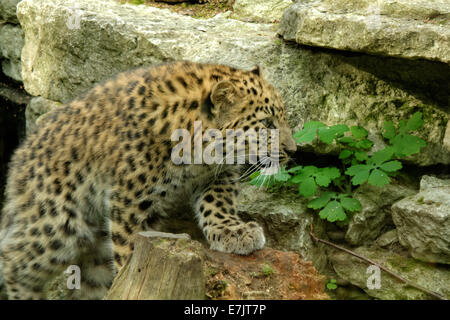 I capretti (5,5 mesi di età) Amur leopard Foto Stock