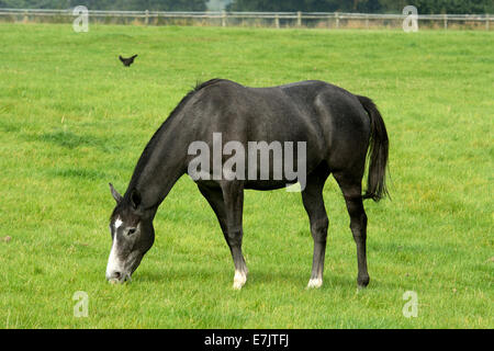 Un cavallo grigio in un campo, Warwickshire, Regno Unito Foto Stock