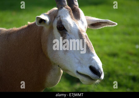 Scimitar cornuto Oryx Close up Foto Stock