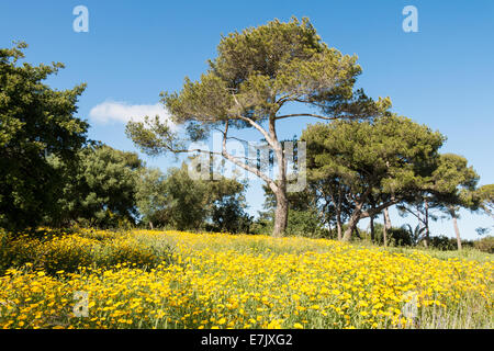 Per la cura di prati e alberi in Sicilia orientale Foto Stock