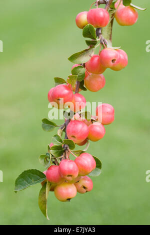 Malus × robusta. Crab Apple " Red Sentinel' Foto Stock