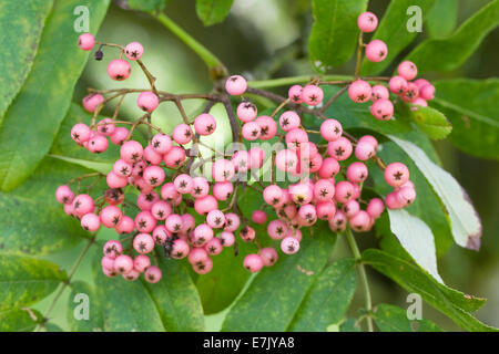 Sorbus "Bellona". Bacche di Rosa in autunno. Foto Stock