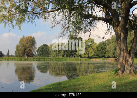 Bushy Park, SW London, England, Regno Unito. 19 settembre 2014. Una scena tranquilla in un assolato pomeriggio al Laghetto di airone a Bushy Park. Credito: Julia Gavin UK/Alamy Live News Foto Stock