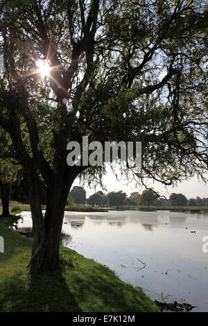 Bushy Park, SW London, England, Regno Unito. 19 settembre 2014. Una scena tranquilla in un assolato pomeriggio al Laghetto di airone a Bushy Park. Credito: Julia Gavin UK/Alamy Live News Foto Stock