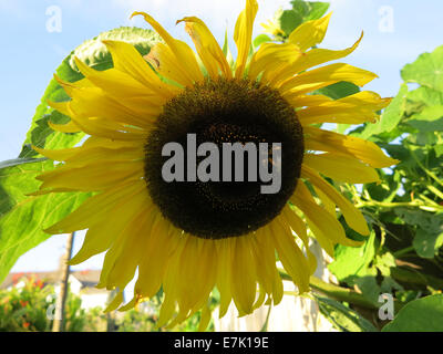 Sun Flower & bee Foto Stock