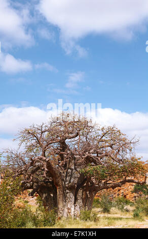 Monkey-albero del pane, Mapungubwe National Park, Sud Africa, Adansonia digitata Foto Stock