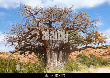 Monkey-albero del pane, Mapungubwe National Park, Sud Africa, Adansonia digitata Foto Stock