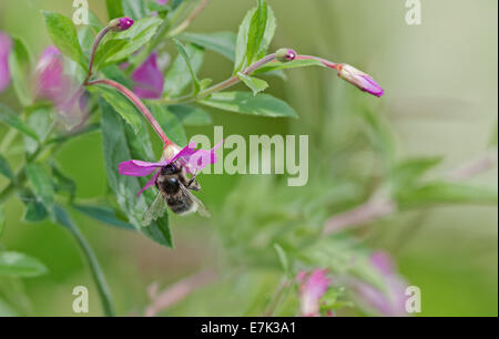 Buff- Tailed Bumble Bee-Bombus terrestris feeding on Great Willowherb-Epilobium hirsutum. Summer. Uk Foto Stock
