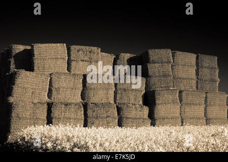 Gli agricoltori haystacks gigante nel campo della coltura rapessed Foto Stock