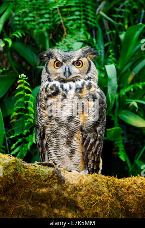 Grande Gufo cornuto al Florida Aquarium Tampa FL US Foto Stock