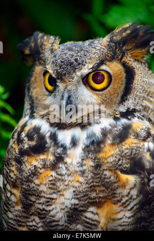 Grande Gufo cornuto al Florida Aquarium Tampa FL US Foto Stock