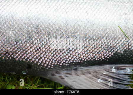 Salmone Chinook scale up close Foto Stock