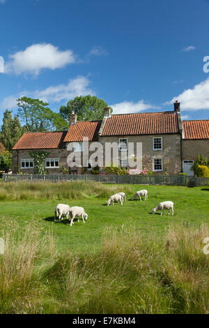 Pecora che pascola sul villaggio verde a Hutton Le Hole sulla North Yorkshire Moors Inghilterra Foto Stock