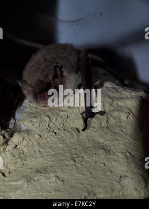 Pipistrelle Bat Pipistrellus Pipistrellus, Cornwall, Regno Unito Foto Stock