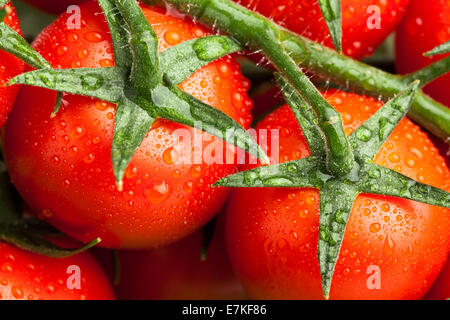 Pomodori ciliegia macro closeup Foto Stock