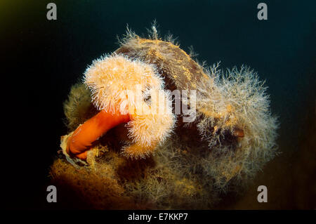 Anemone Metridium (anemone plumose) Foto Stock
