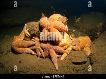 Stella Rossa (Asterias rubens) Foto Stock