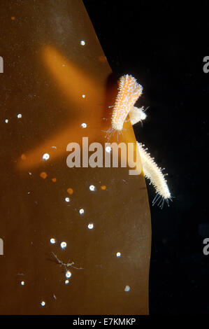 Stella Rossa (Asterias rubens) Foto Stock