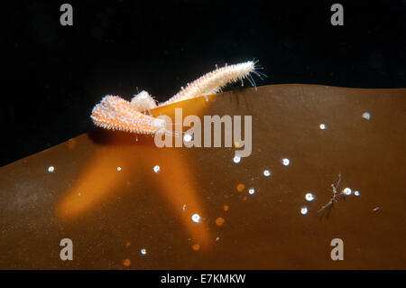 Stella Rossa (Asterias rubens) Foto Stock