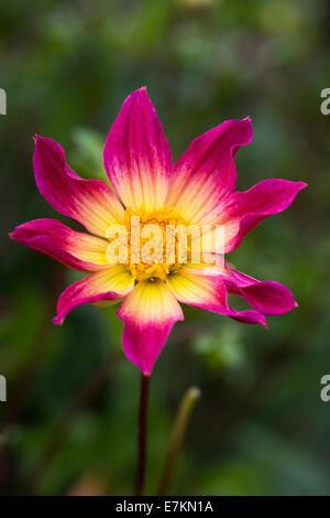 Dahlia 'Bright Eyes". Unico Fiore Dahlia. Foto Stock