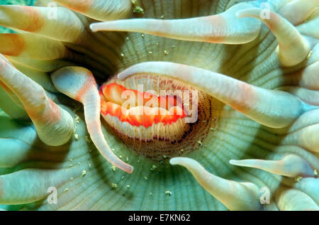 Stomphia anemone marittimo (Stomphia coccinea) Mare Bianco, Carelia, artiche, Federazione russa Foto Stock