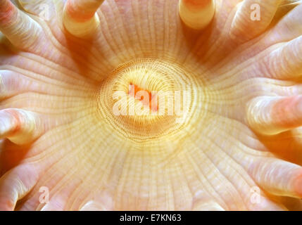 Stomphia anemone marittimo (Stomphia coccinea) Mare Bianco, Carelia, artiche, Federazione russa Foto Stock