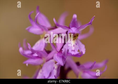 Inizio orchidea viola (Orchis mascula), Bassa Engadina, Kanton Graubünden, Svizzera Foto Stock