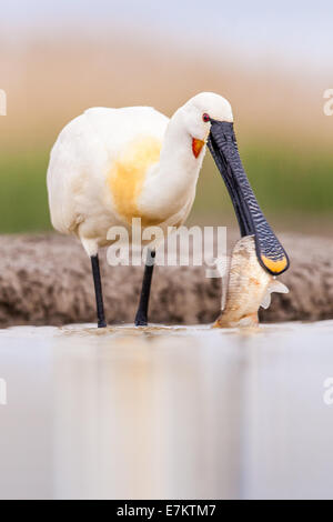 Eurasian Spatola (Platalea leucorodia) pescare un pesce Foto Stock