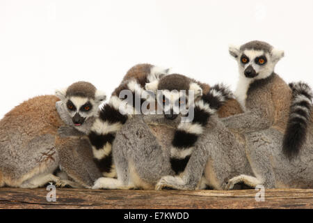 Una famiglia di anello Tailed lemuri Foto Stock