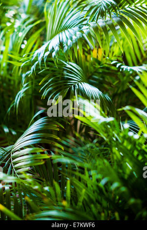 Esotici tropicali foglie di palmo sfondo vegetale Foto Stock