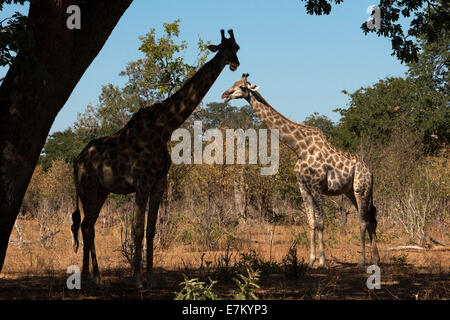 Da Victoria Falls è possibile visitare il vicino Botswana. In particolare Chobe National Park. Una coppia di giraffe permanente sulla Foto Stock