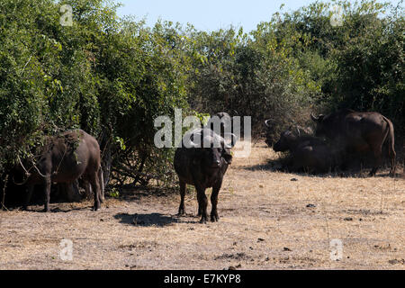 African Buffalo (Syncerus caffer) due maschi adulti, in esecuzione attraverso la via di Savannah, Sud Luangwa N. P., Zambia. Buffalo Camp, Foto Stock