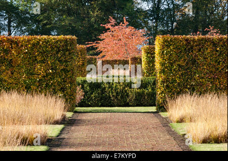 Scampston Walled Garden, nello Yorkshire, progettato da Piet Oudolf. Le siepi di faggio sono spettacolari in autunno Foto Stock