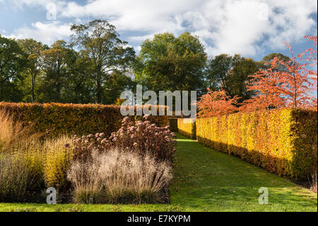 Scampston Walled Garden. Beech hedge con Deschampsia cespitosa Goldtau, Eupatorium maculatum Atropurpureum, Molinia trasparente Foto Stock