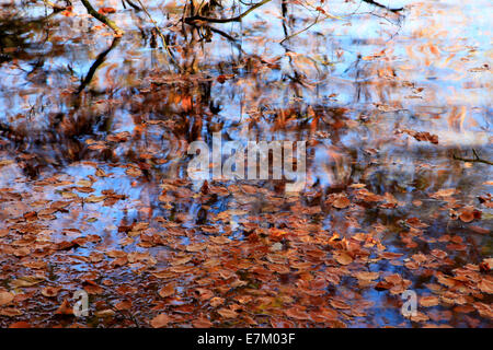 Caduta foglie fluttuanti al bordo del lago a Fonthill nel Wiltshire, Inghilterra. Foto Stock