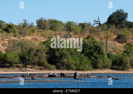 Da Victoria Falls è possibile visitare il vicino Botswana. In particolare Chobe National Park. Ippopotami per esempio sono spesso di vedere Foto Stock