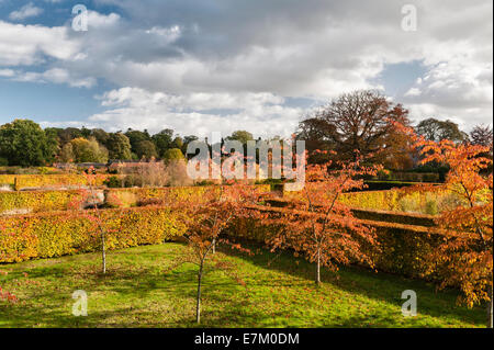 Scampston Walled Garden, nello Yorkshire, progettato da Piet Oudolf. Le siepi di faggio sono spettacolari in autunno Foto Stock