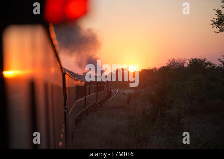 Tramonto nella Royal Livingstone Express treno di lusso. La locomotiva a vapore, 156 è un decimo di classe originariamente appartenenti al Zamb Foto Stock